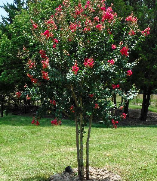 Lagerstroemia 'Tuscarora'